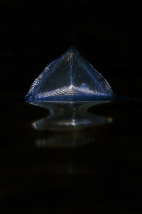 "BY - THE - WIND - SAILOR" 
it's called this small ( abo... by Roland Bach 